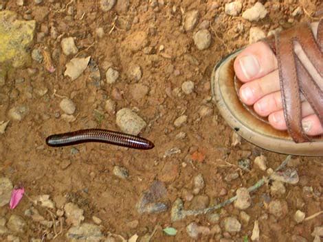 Wildlife Around Las Vegas Millipedes Class Diplopoda