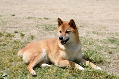 犬が前足を舐めるのはなぜ？～その理由と原因をご紹介～ しぐさや行動でわかる犬の気持ち！効果的なしつけ方法も紹介！