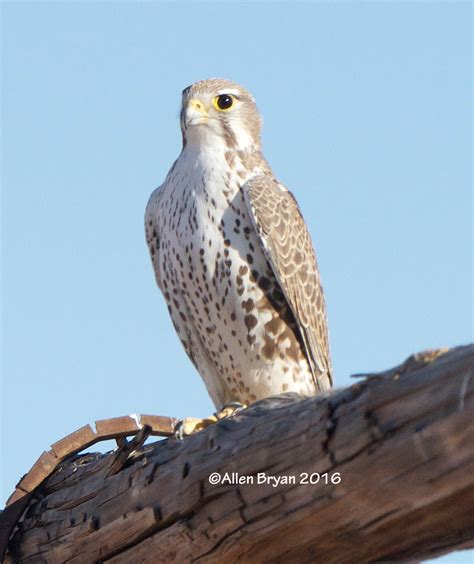 Prairie Falcon | VisitingNature