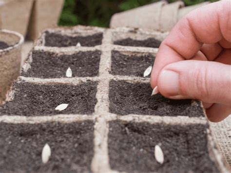 13 Reasons Seeds Don T Germinate And What You Can Do