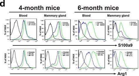 Human Mouse Arginase Arg Apc Conjugated Antibody Ic A R D Systems