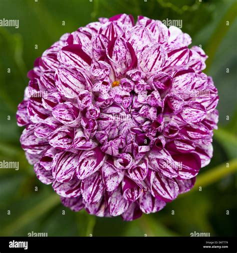 Pompon Dahlie Hi Res Stock Photography And Images Alamy