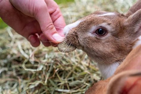 Rabbit Companionship Bonding With Your Rabbits Rabbit Awareness Week