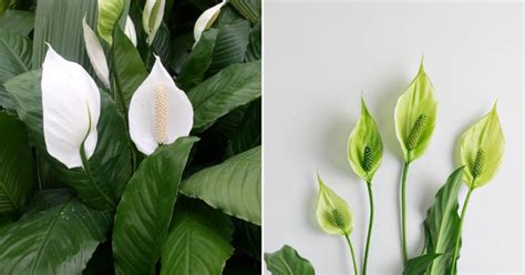 30 Stunning Peace Lily Varieties + Tips For Growing Them