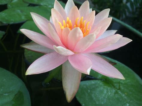 Pink Lotus Flower Or Pink Waterlily Flower With Green Leaves Stock