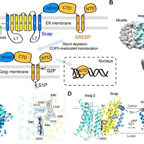 Structure Of The Human Scap And Insig Complex In The Presence Of