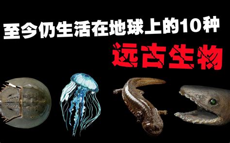 至今仍生活在地球上的10种远古生物你以为恐龙真的都灭绝了吗 黑土日记 黑土日记 哔哩哔哩视频