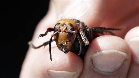 Biodiversit Un Rapport Pointe Du Doigt Le Co T D Sastreux Des Esp Ces