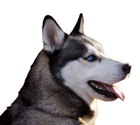 Husky Png Picture