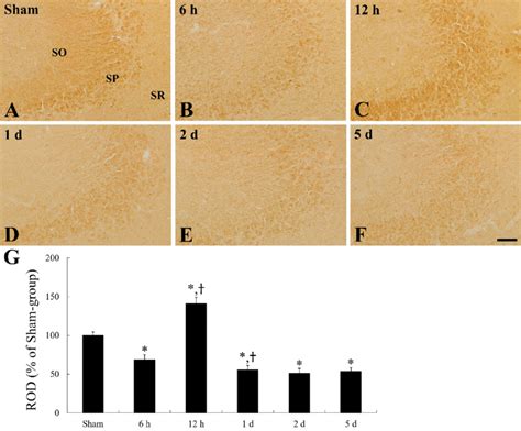 Cd Immunohistochemistry In The Ca Field Of The Sham Group A And