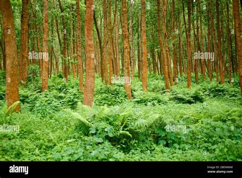 Troncos de arboles iluminados fotografías e imágenes de alta resolución