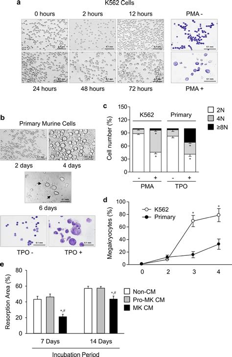 Differentiation Of Mk Cells And Suppression Of Bone Resorption By Mk