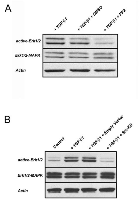 Molecular Requirements For Induction Of Ctgf Expression By Tgf Beta1 In