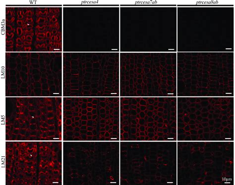 Immunolocalization Of Crystalline Cellulose Xylan B Galactan