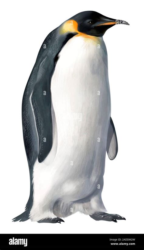 Emperor Penguin Aptenodytes Forsteri Illustration This Is The