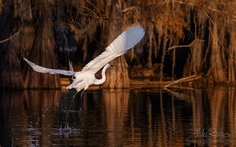 Great Blue Heron In The Covered With Spanish Moss Bald Cypress Trees