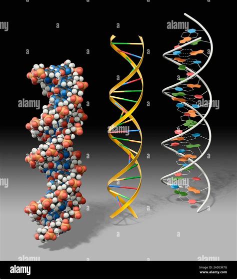 Las Mol Culas De Adn Equipo De Ilustraci N Tres Modelos Que