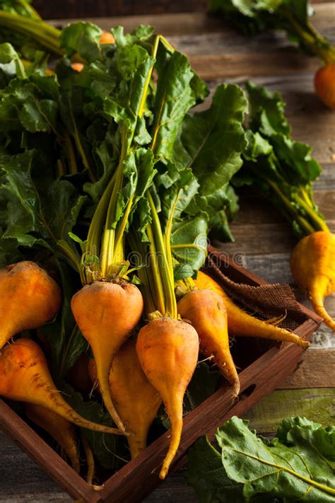 Raw Organic Golden Beets Stock Photo Image Of Health 67718768