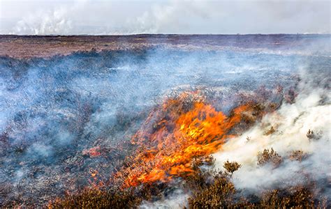 Grouse Moor Management Debate The Burning Question The Field