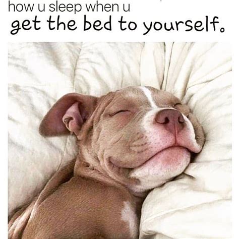 50 Best Pitbull Memes