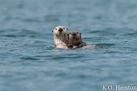 Photo of the Week: Sea Otter Mother with Pup | Herston on Tennessee ...