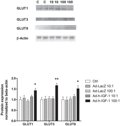 Arepresentative Western Blots Of Glut1 3 And 8 In Bewo Cells Treated