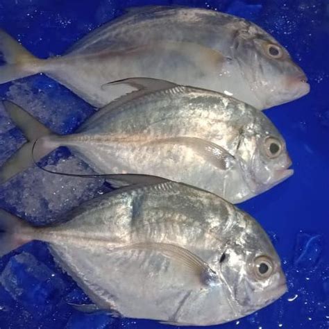 Jual Wajib Baca Deskripsi Ready Ikan Kuwe Segar 1Kg Shopee Indonesia