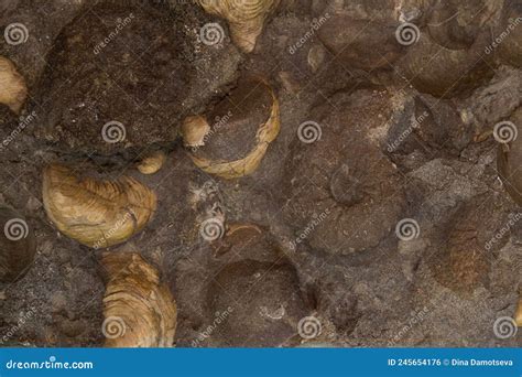 Gastropods And Bivalves Shells In Carbonate Rock Selective Focus