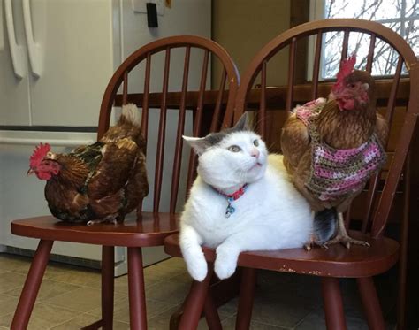 This Chubby Cat Has No Idea Why Chicks Are So In Love With Him