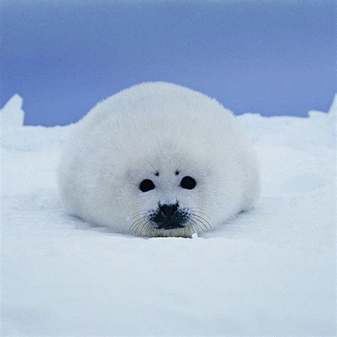 Natgeo S Photo On Instagram Harp Seal Pup Seal Pup Cute Seals