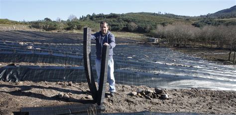 Un Parado Abre En Cotobade La Primera Plantaci N De Ar Ndanos