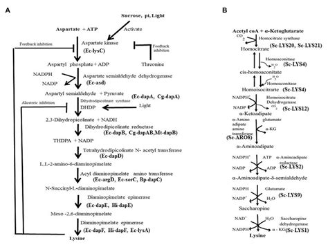 Frontiers Lysine Lysine Rich Serine And Serine Rich Proteins Link