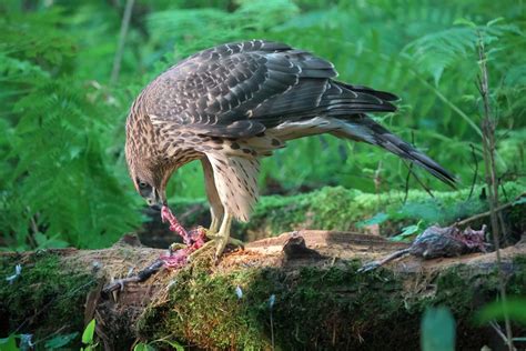 Do Hawks Eat Baby Birds Learn The Reasons And Ways To Protect