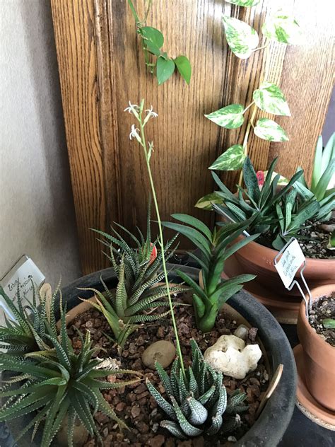 Haworthia Flowering Stem Bloom: Enjoy the Full Beauty of Spring ...