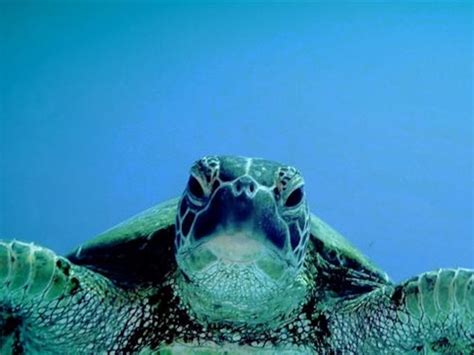 Sea Turtle Wallpaper National Geographic