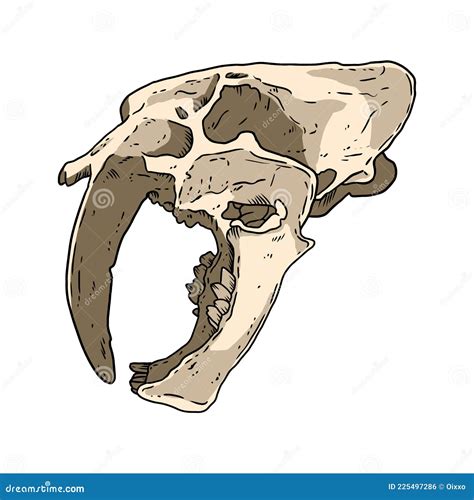 Saber Tooth Tiger Fossilized Skull Hand Drawn Image Big Feline Bones