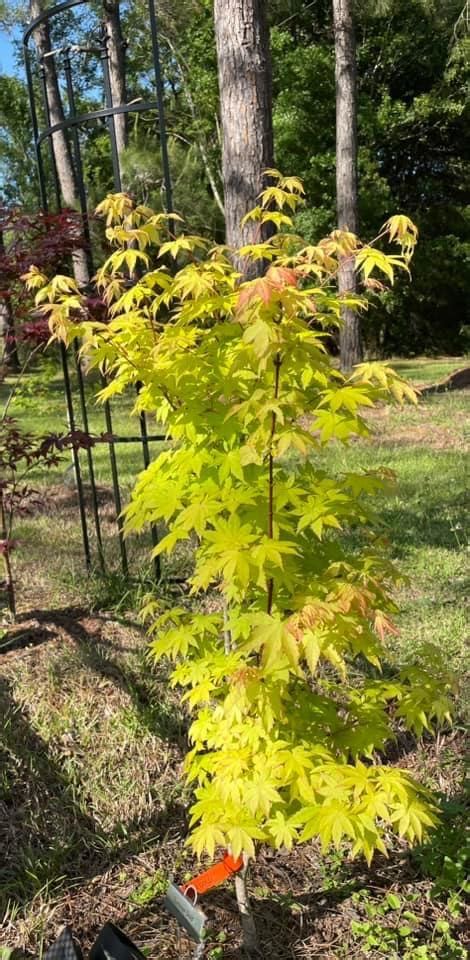 Photo Of The Entire Plant Of Japanese Maple Acer Palmatum Summer Gold