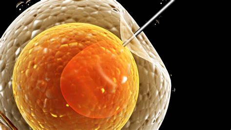 Qual A Diferen A Entre Insemina O Artificial E Fertiliza O In Vitro