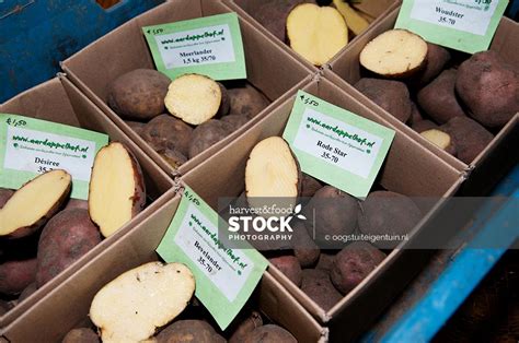 0462 Verschillende Aardappel Soorten Harvest Food Stock Photos