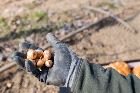 Fazendeiro Que Planta Sementes Da Cebola Branca No Campo Imagem De