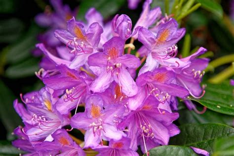 azalea japonica stock  royalty  azalea japonica images