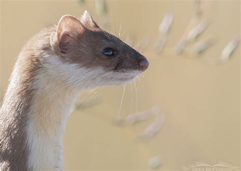 Side-lit Long-tailed Weasel portrait – Mia McPherson's On The Wing ...