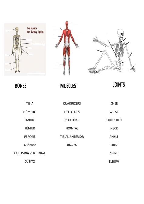 Locomotor System Online Exercise Live Worksheets