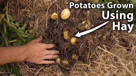 Harvesting Potatoes Grown In Hay Ruth Stout Experiment Youtube