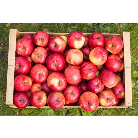 Apples Large Box Harvest Planet California Usa