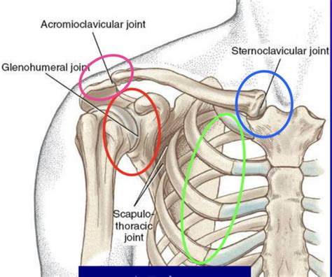 Msk Lectures Non Sports Related Disorders Of The Shoulder Knee