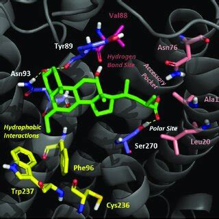 Binding Mode Of S EMCA 4 To TGR5 Key Residues Involved In