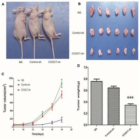 Effects Of Cediranib On Tumour Growth In Calu 3 And Calu 6 Xenograft