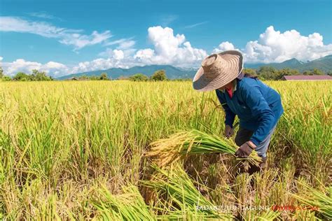 Jumlah Petani Di Kota Blitar Turun Drastis Pemuda Ogah Jadi Petani