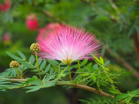 Mimosoideae stock image. Image of floral, bloom, pink - 92944519